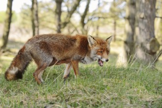 Red fox (Vulpes vulpes), North Rhine-Westphalia, Germany