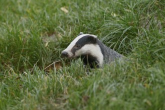 European badger (Meles meles) on a construction site, North Rhine-Westphalia, Germany