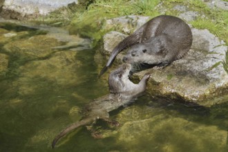 Eurasian otter or European otter (Lutra lutra), female with young, Germany