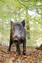 European wild boar (Sus scrofa scrofa), a female in the Arnsberg Forest, North Rhine-Westphalia,