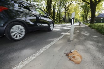 Dead red fox (Vulpes vulpes) lying on the roadside, North Rhine-Westphalia, Germany