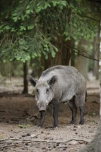 European wild boar (Sus scrofa scrofa), Gelderland, Netherlands