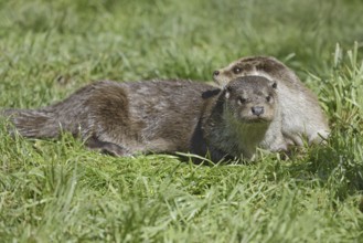 Eurasian otter or European otter (Lutra lutra) lying in a meadow, Germany
