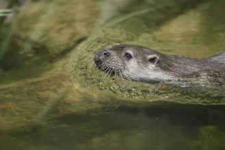Eurasian otter or European otter (Lutra lutra) swimming, Germany