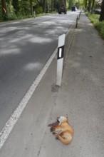 Dead red fox (Vulpes vulpes) lying on the roadside, North Rhine-Westphalia, Germany