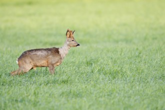 European roe deer (Capreolus capreolus), roebuck with velvet antlers standing in a meadow and