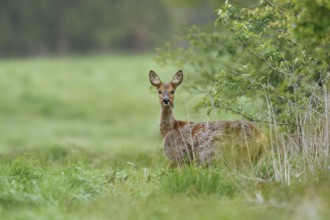 European roe deer (Capreolus capreolus), doe, North Rhine-Westphalia, Germany