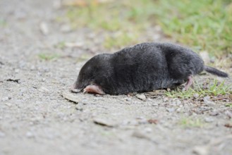 European mole (Talpa europaea) at the roadside, North Rhine-Westphalia, Germany