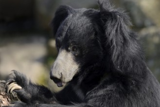 Sloth bear (Melursus ursinus), portrait, captive, native to India