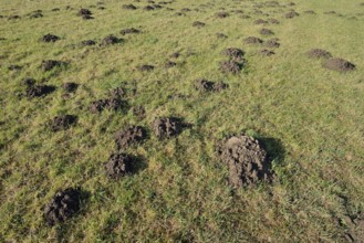 European mole (Talpa europaea), molehill in a meadow, North Rhine-Westphalia, Germany