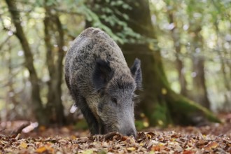 European wild boar (Sus scrofa scrofa), a female in the Arnsberg Forest, North Rhine-Westphalia,