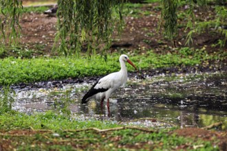 White stork (Ciconia ciconia) standing in a pond, foraging, Ströhen Zoo, Wagenfeld, Diepholz, Lower