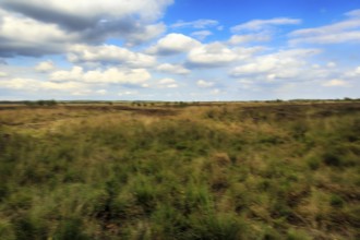 Heath landscape, blurred, Cumulus, Diepholz, Lower Saxony, Germany