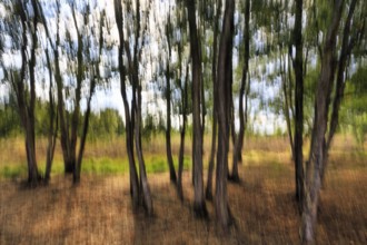 Birch trunks, motion blur, heath landscape, Diepholz, Lower Saxony, Germany