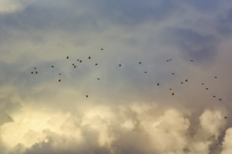A flock of starlings (Sturnus vulgaris), bird migration in the evening sky, Diepholz, Lower Saxony,