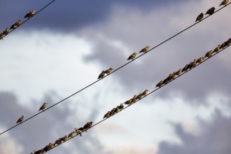 A flock of starlings (Sturnus vulgaris) sitting on a high-voltage power line, diagonal, evening