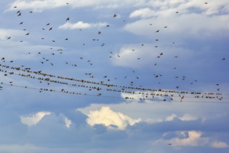 A flock of starlings (Sturnus vulgaris) sitting on a high-voltage cable, dramatic cloudy sky,