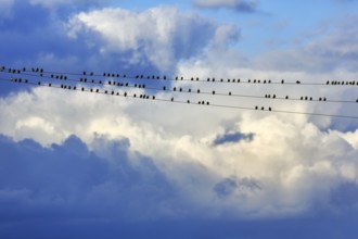 A flock of starlings (Sturnus vulgaris) sitting on a high-voltage power line, dramatic cloudy sky,
