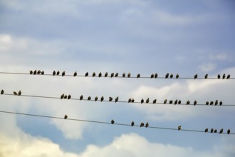 A flock of starlings (Sturnus vulgaris) sitting on a high-voltage power line, Diepholz, Lower