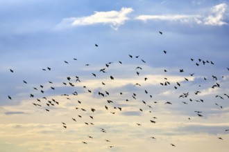 A flock of soaring starlings (Sturnus vulgaris) in the evening sky, Diepholz, Lower Saxony, Germany