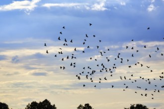 A flock of starlings flying up in the evening sky, Diepholz, Lower Saxony, Germany