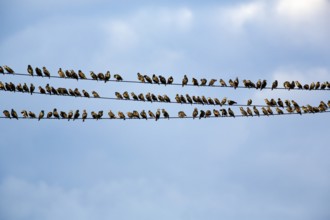 A flock of starlings (Sturnus vulgaris) sitting lined up on a high-voltage power line, Diepholz,