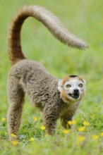 Crowned lemur (Eulemur coronatus), male, captive, found in Madagascar