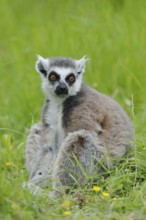 Catta (Lemur catta), captive, occurring in Madagascar