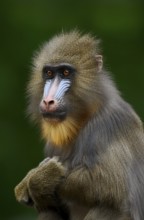 Mandrill (Mandrillus sphinx), female, portrait, endangered species, captive, occurrence in Central