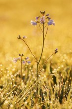 Meadowfoam (Cardamine pratensis) backlit at sunrise, North Rhine-Westphalia, Germany