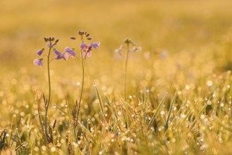 Meadowfoam (Cardamine pratensis) backlit at sunrise, North Rhine-Westphalia, Germany