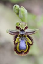 Mirror orchid (Ophrys speculum), flower, Majorca, Balearic Islands, Spain