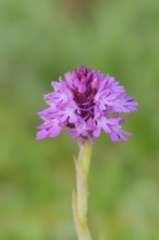 Pyramidal dogbane (Anacamptis pyramidalis), flowering, Normandy, France