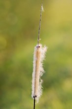 Broad-leaved bulrush (Typha latifolia), fruit stand, North Rhine-Westphalia, Germany