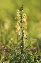 Common toadflax or lesser snapdragon (Linaria vulgaris), inflorescence, North Rhine-Westphalia,