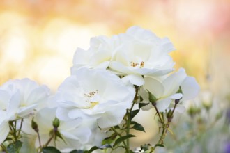 Bedding rose, Floribunda rose 'Edelweiss' (Rosa hybride), flowers, North Rhine-Westphalia, Germany