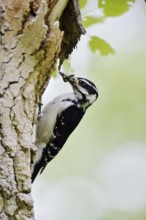Hairy woodpecker (Picoides villosus), female foraging, Waterton Lakes National Park, Alberta,