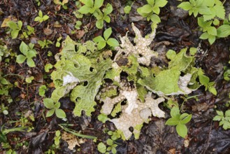 Tree lungwort (Lobaria pulmonaria), Wells Gray Provincial Park, British Columbia, Canada