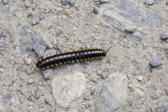 Yellow-spotted centipede (Harpaphe haydeniana), British Columbia, Canada