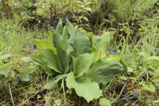 Western skunk cabbage (Lysichiton americanus), Wells Gray Provincial Park, British Columbia, Canada