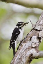 Hairy woodpecker (Picoides villosus), female with food in her beak, Waterton Lakes National Park,