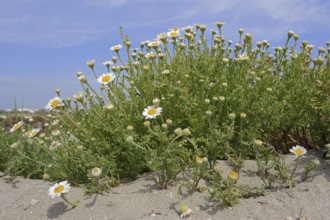 Beach dog chamomile (Anthemis maritima, Camomille maritime), flowering, Camargue, Provence,