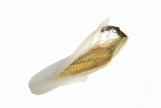 Corn (Zea mays), corn cobs against a white background