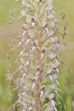 Goat's tongue (Himantoglossum hircinum), flowering, Centre region, France