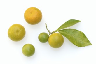 Bitter orange or bitter orange (Citrus × aurantium), fruit and leaves against a white background