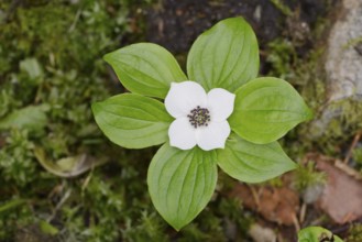 Canadian dogwood (Cornus canadensis), flower and leaves, Wells Gray Provincial Park, British
