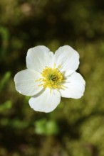 Western pasque flower (Anemone occidentalis), Banff National Park, Alberta, Canada