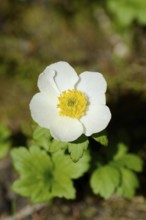 Western pasque flower (Anemone occidentalis), flower, Banff National Park, Alberta, Canada