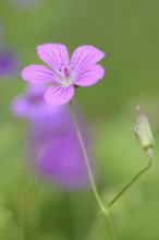 Cranesbill (Geranium hybride), flower, garden plant, North Rhine-Westphalia, Germany