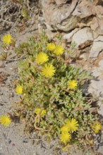Edible noon flower or yellow noon flower (Carpobrotus edulis), flowering, Majorca, Balearic